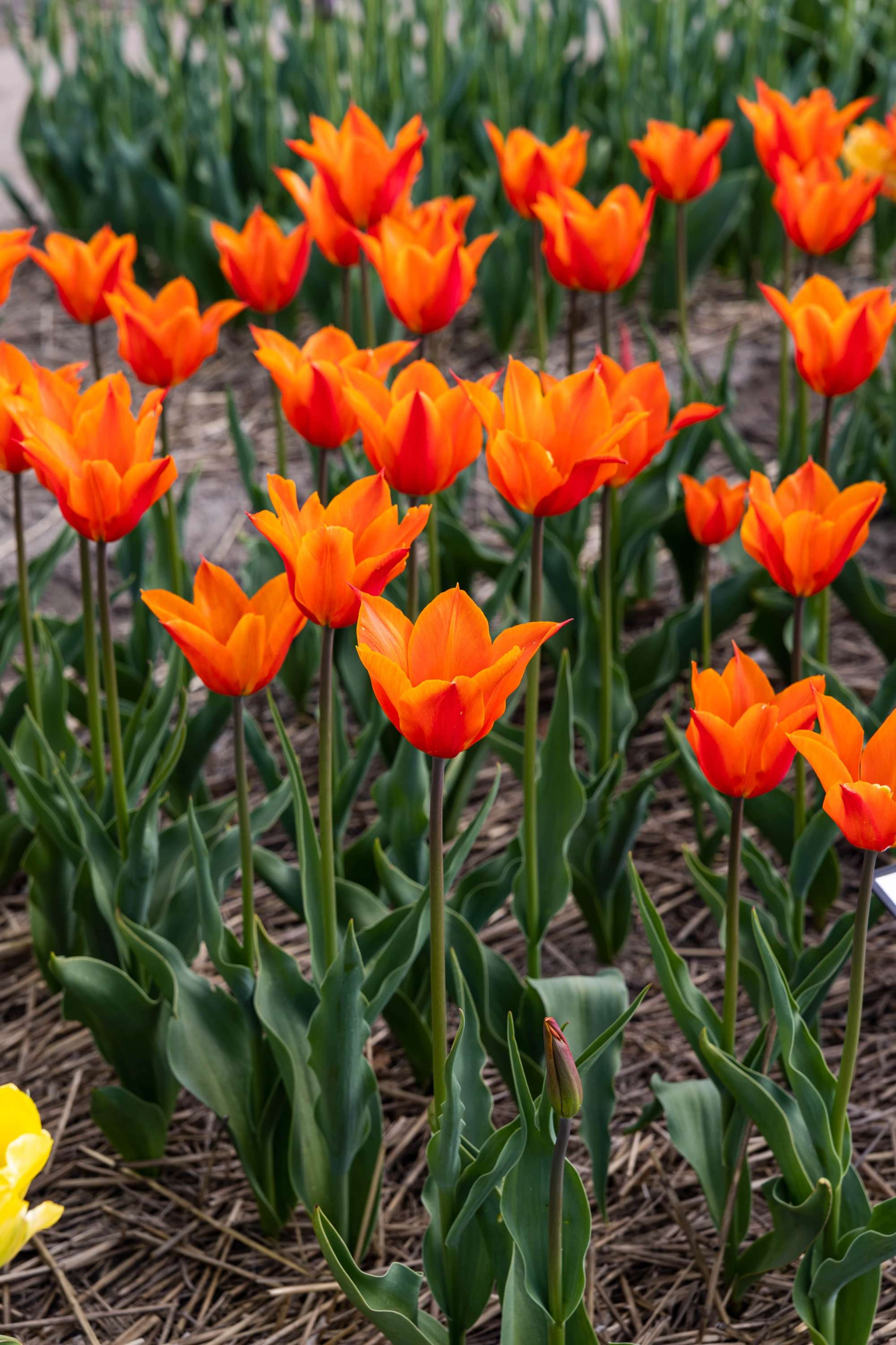 Tulpe 'Ballerina'